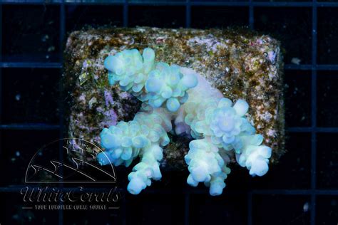 Acropora tenuis Blue (Filter)-SPS1_250308_048