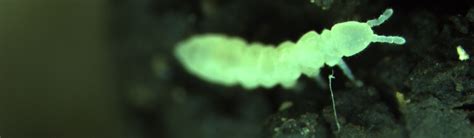 Image result for Springtail Bug-Bite