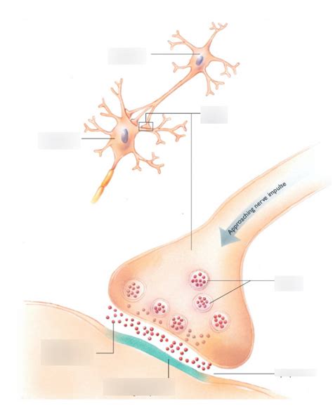 The Synapse Labeled 的图像结果