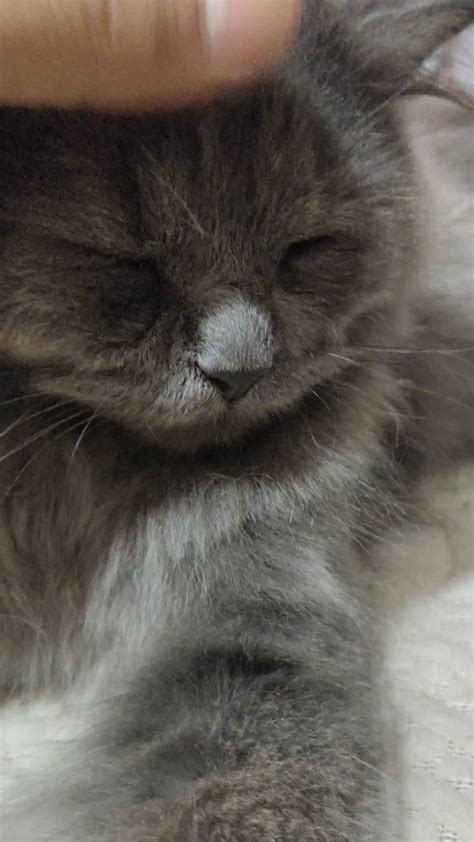 Bella&Bumsy💕😻💕🐾💕😻💕🐾💕😻💕 (@bella_bumsy) • Instagram photos and videos