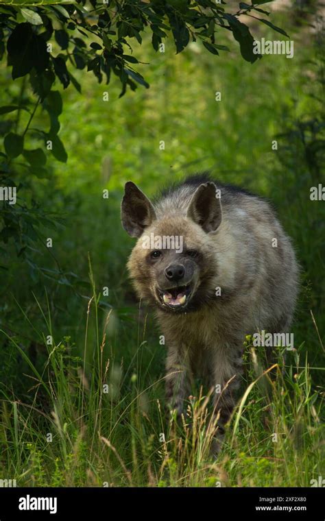 Python Eats Hyena 的图像结果