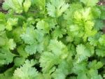 How Cilantro removes most of heavy metals from your body?