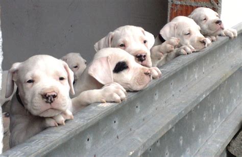 Dogo Argentino Mix Pitbull Animales Perros Argentina
