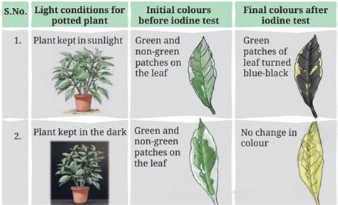 Life Processes in Plants Class 7 Notes Science Chapter 10 Free PDF
