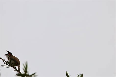 Red whiskered Bulbul for Background