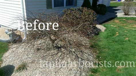 Pruning Japanese Maple Tree