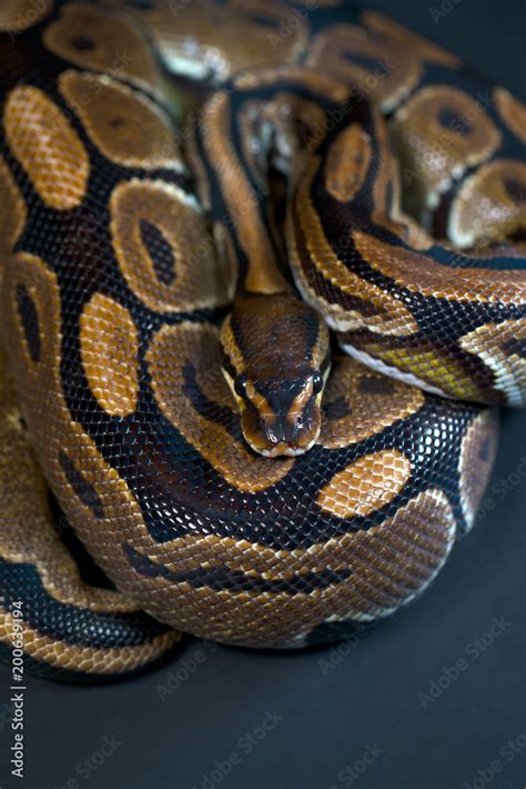 Image result for Black Python Snake
