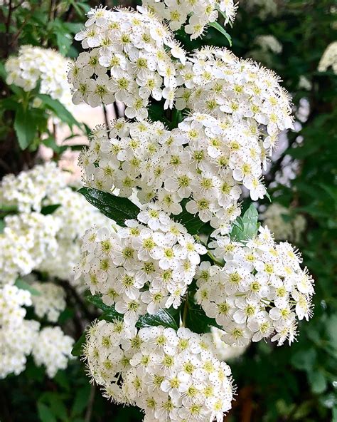 Plant FAQs: Spiraea Cantoniensis - Bridal-wreath Spiraea