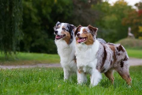 8 Best Australian Shepherd Breeders In The United States