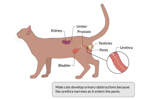 Symptoms of urinary obstruction in cats