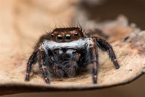 Image result for Spider Species Classification Using Machine Learning