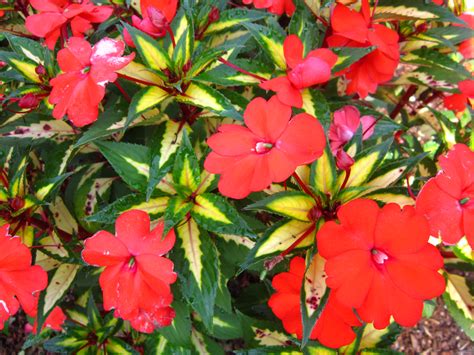 New Guinea Impatiens - Miss Smarty Plants