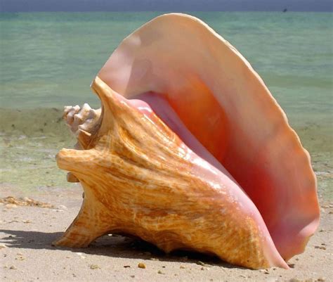 Image result for Conch Shell Food