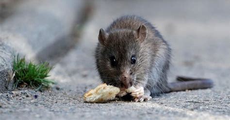 Rats Are Eating The Wiring In Your New Car Because It's Made With Yummy ...