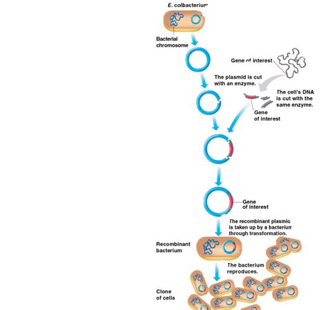 Basic Biotechnology 的图像结果