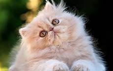 i gatti persiani razze di gatto il persiano i gatti persiani razze di gatto il persiano