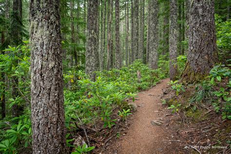 I Heart Pacific Northwest