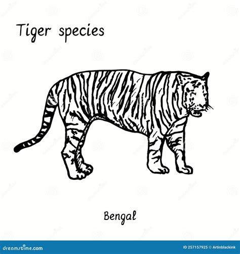 Tiger Species Collection, Standing Side View, Bengal. Ink Black and ...