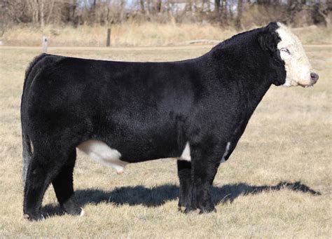 2023 Maine-Anjou Sire Catalog by American Maine-Anjou Association - Issuu