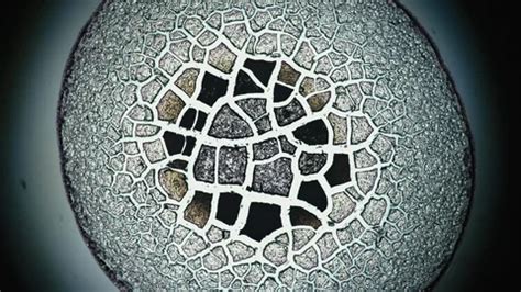 Image result for Microscopy Crystallization