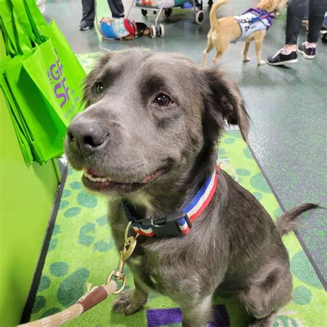 Long Haired Pitbulls: A Rare But Possible Occurrence!