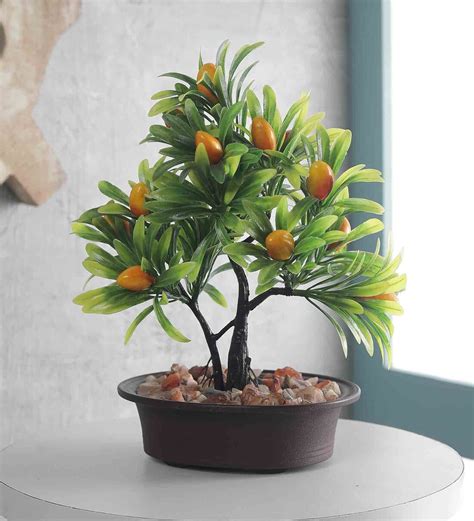 Bonsai Mango Tree 的图像结果