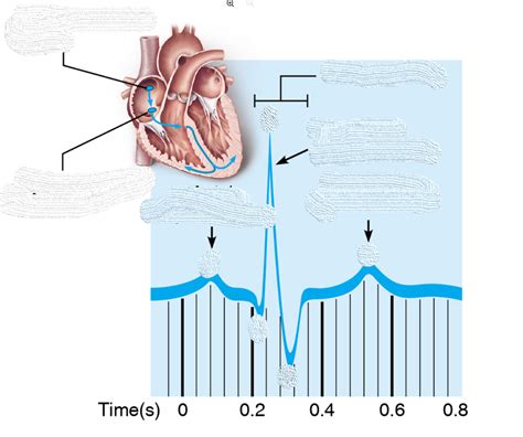 Image result for Understanding Cardiac Current