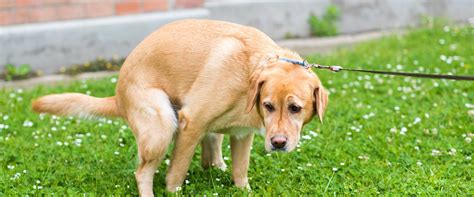 Image result for How Do Dogs Poop