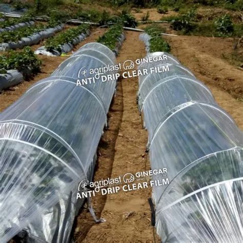 AGRIPLAST GINEGAR ANTI DRIP CLEAR FILM LOW TUNNEL - Agriplast Ginegar ...