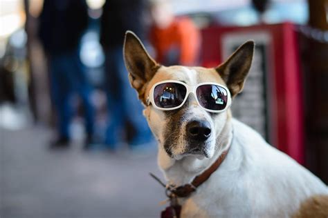 Bokeh Java 的图像结果