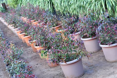 Best Nursery In Kadiyam -Sri Satyanarayana Nursery