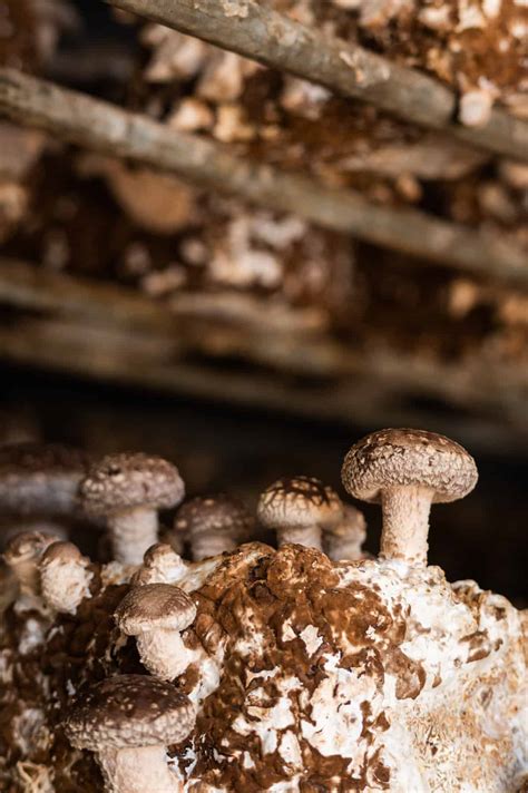 Learn How Mushrooms Are Grown at Far West Fungi - California Grown