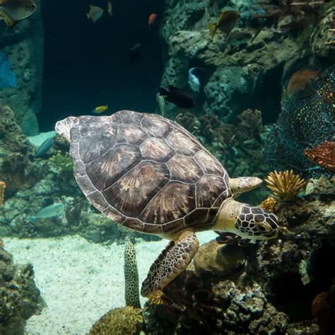 Support - Pittsburgh Zoo & Aquarium