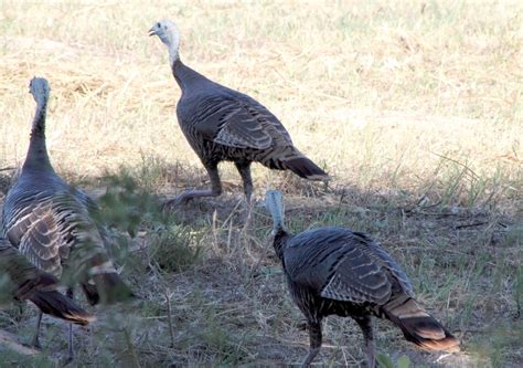 Promising spring season on the horizon for Texas turkey hunters - Texas ...