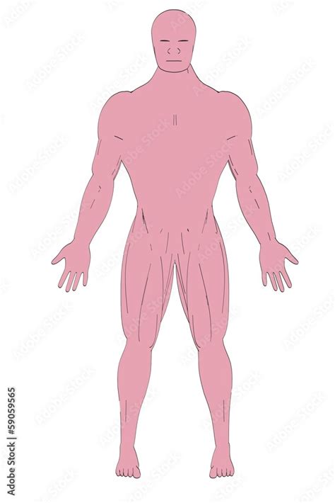 Image result for Muscle Cell Cartoon