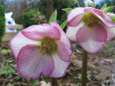 Fleurs d’hiver, salon nature… Cinq idées de sorties pour les jardiniers ...