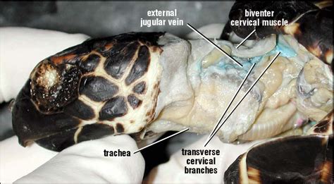 Image result for Turtle Shell Back Muscles