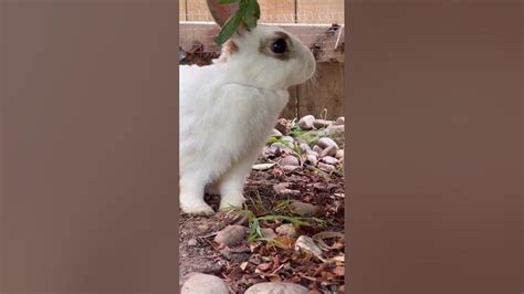 Image result for B-Rabbit vs Confusion