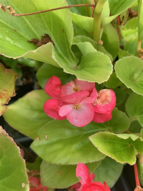 The Hanover Plant Farm Nursery and Garden Center – Hanover Vegetable Farm