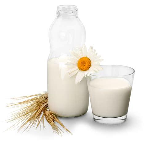 Fresh Buffalo And Cow Milk - Pure & Creamy - LUKHI DAIRY AND FARM