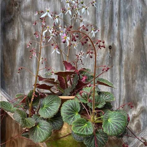 Strawberry Begonia Care: How To Grow Saxifraga Stolonifera