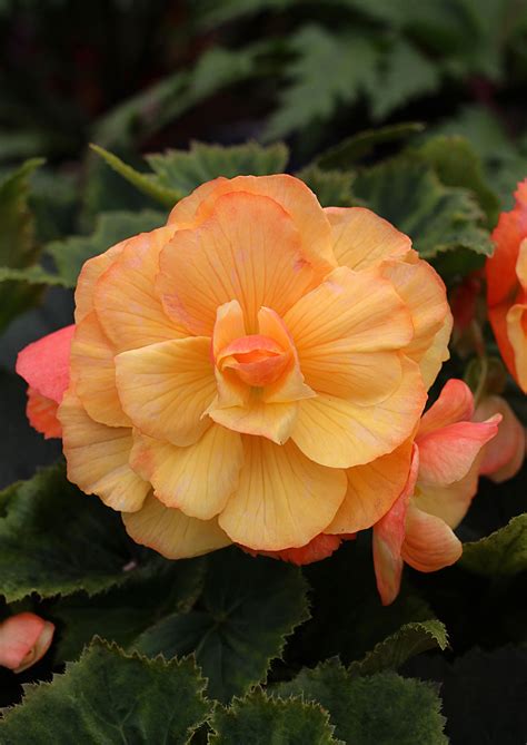Beautiful Begonia Varieties - Sunset Magazine
