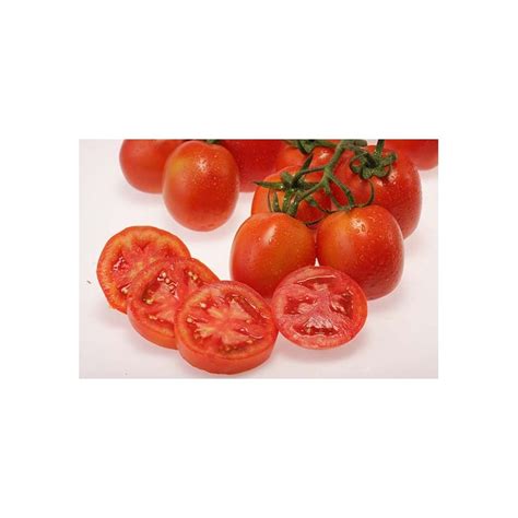 Tomato Farm Variety