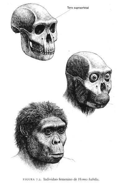 Australopithecus Habilis 的图像结果