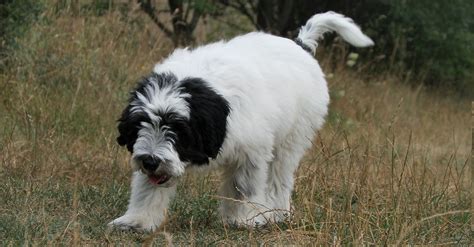 Polish Lowland Sheepdog Dog Breed | UKPets