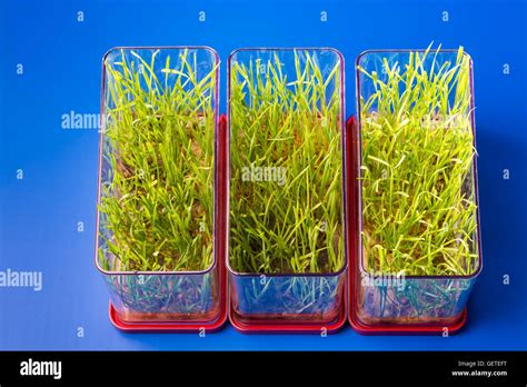 Genetically Modified 的图像结果