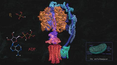 Image result for ATP Molecule Structure
