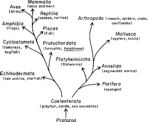 Image result for Lymphocyte Lineage Tree