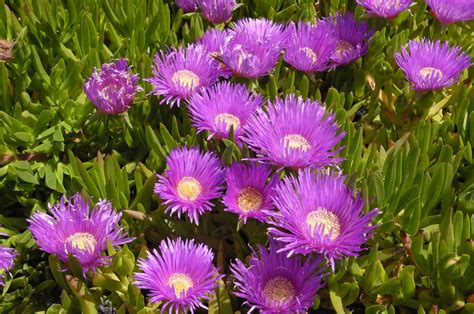 Ground Cover Flowers