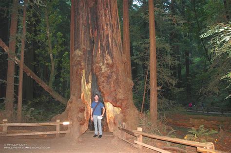 Weather Muir Woods California at Carey Shaw blog
